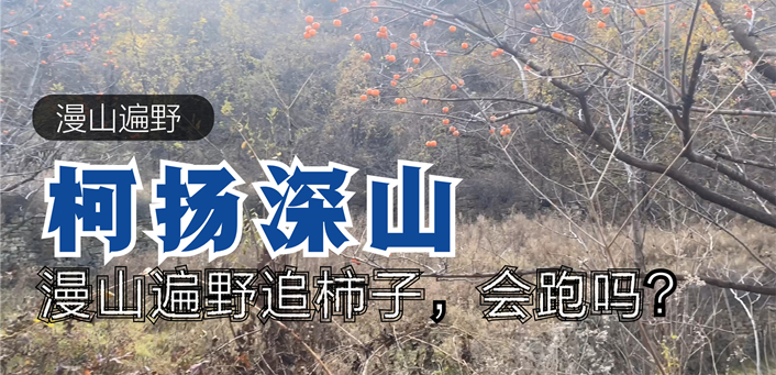 TVLOG#39 | 柿子挂满枝头，当地人说丢在那里都无人采摘，两小伙激动的不行