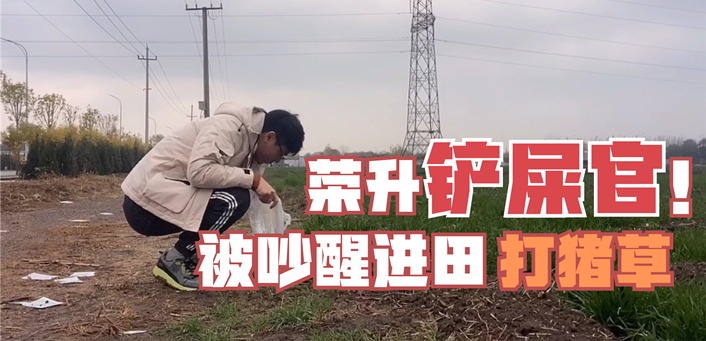 TVLOG#45 | 豚鼠松子太能吃,小白铲屎官一大早急的往麦田里钻,结局萌死了!